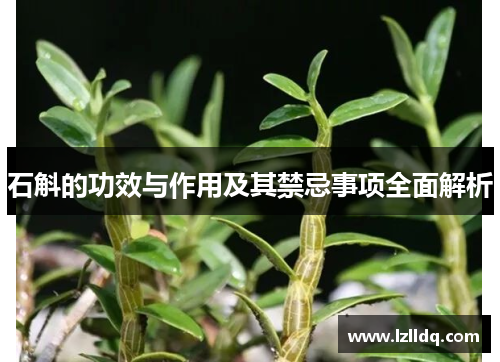 石斛的功效与作用及其禁忌事项全面解析