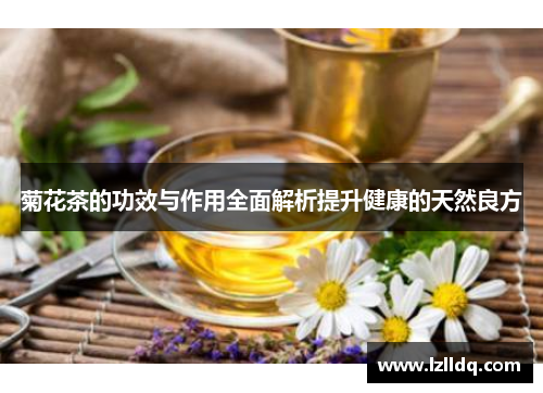 菊花茶的功效与作用全面解析提升健康的天然良方